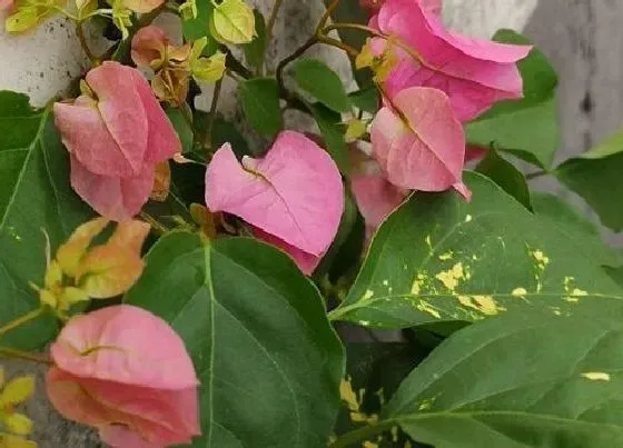 植物常识问题|三角梅催花方法  如何催花花开爆盆