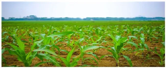 影响玉米出苗的因素 | 生活常识