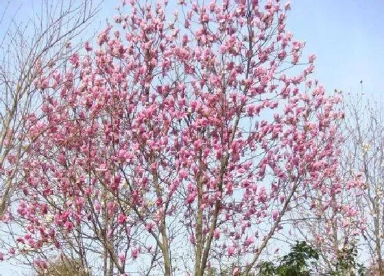 植物常识问题|房前栽什么树风水好 农村房屋种什么树旺风水又招财