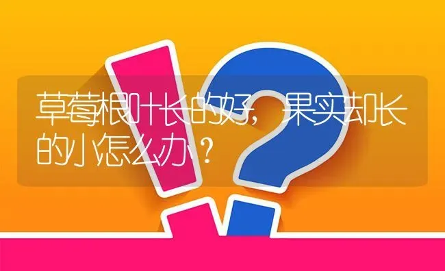 草莓根叶长的好,果实却长的小怎么办? | 养殖问题解答