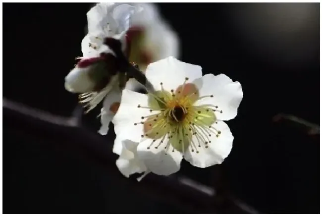 梅花开放时间？梅花是什么季节开的 | 三农答疑