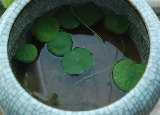 植物常识问题|碗莲生长旺盛却不开花的原因与解决方法