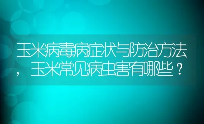 玉米病毒病症状与防治方法,玉米常见病虫害有哪些？ | 养殖常见问题