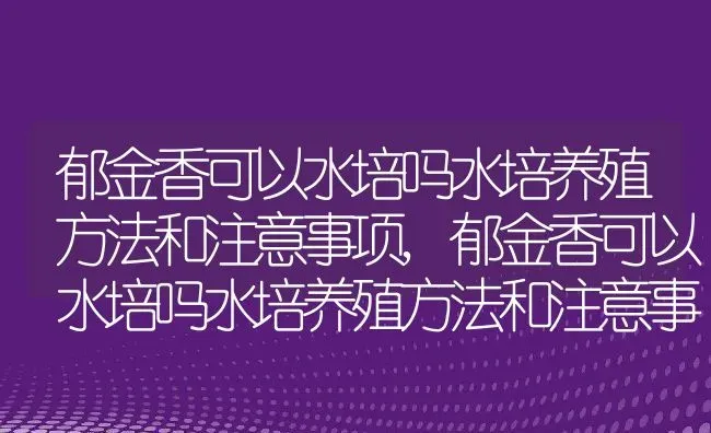 郁金香可以水培吗水培养殖方法和注意事项,郁金香可以水培吗水培养殖方法和注意事项 | 养殖常见问题