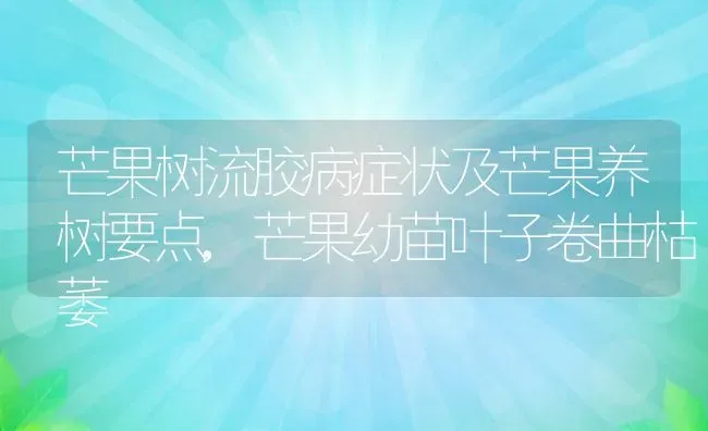 芒果树流胶病症状及芒果养树要点,芒果幼苗叶子卷曲枯萎 | 养殖常见问题