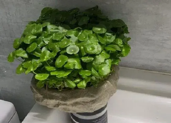 植物常识问题|铜钱草怎么养护可以快速爆盆