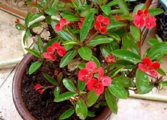 植物常识问题|家庭如何养殖刺梅花开不断