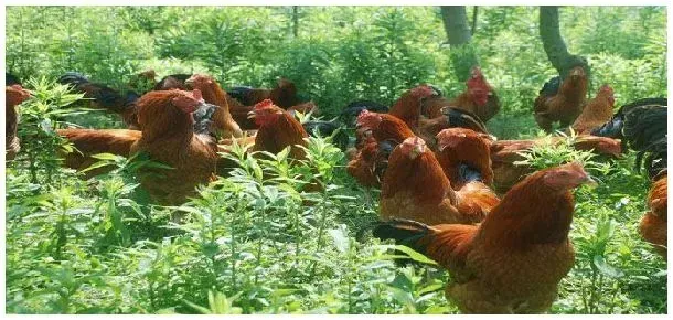 家庭自制小鸡孵化箱 | 农业常识