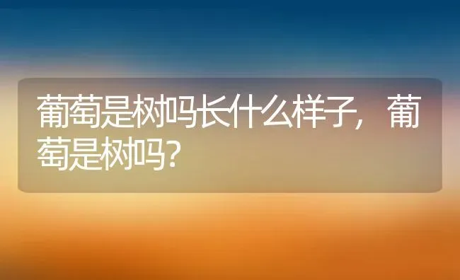 葡萄是树吗长什么样子,葡萄是树吗？ | 养殖常见问题