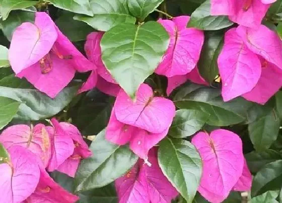 植物常识问题|三角梅为什么不开花只长叶子 不开花的原因及处理方法
