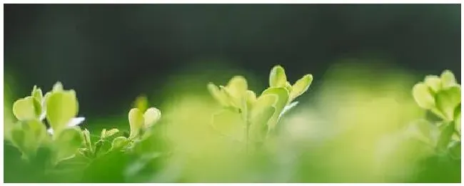 激素类叶面肥有哪些 | 生活常识
