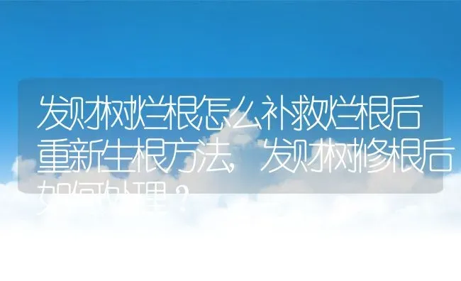 发财树烂根怎么补救烂根后重新生根方法,发财树修根后如何处理？ | 养殖常见问题