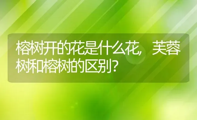 榕树开的花是什么花,芙蓉树和榕树的区别？ | 养殖常见问题