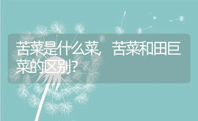 苦菜是什么菜,苦菜和田巨菜的区别？ | 养殖常见问题