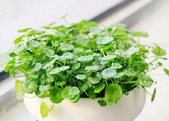 植物常识问题|铜钱草怎么养护可以快速爆盆