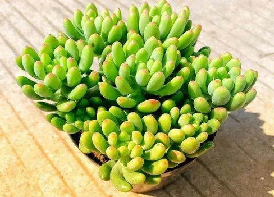 植物常识问题|多肉植物用什么养叶子越长越胖