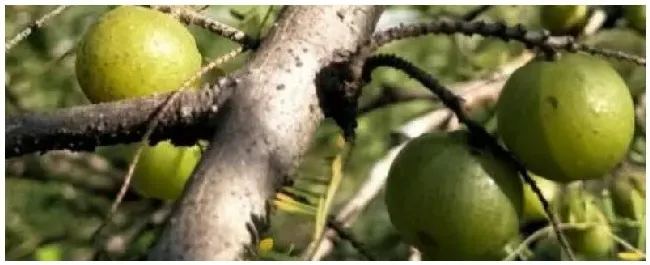 余甘子种植注意事项 | 农业常识