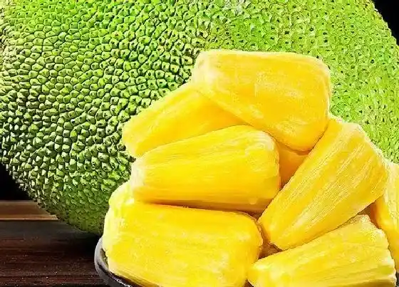 植物常识问题|菠萝蜜的功效与作用