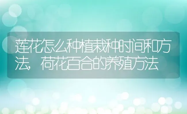 莲花怎么种植栽种时间和方法,荷花百合的养殖方法 | 养殖常见问题