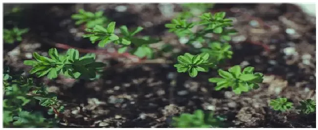 春天给树浇水的时间 | 农业常识