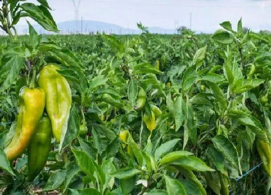 植物常识问题|辣椒只长叶子不开花