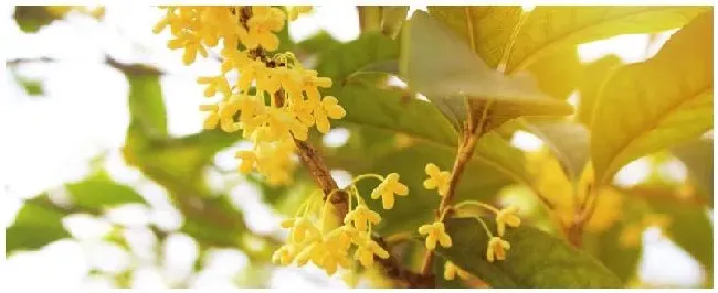桂花换盆后怎么浇水 | 生活常识