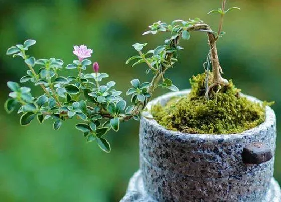 植物常识问题|六月雪如何制作美观盆景