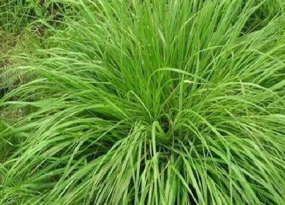 植物常识问题|黑麦草什么时候种最好  黑麦草种子种植时间在几月份