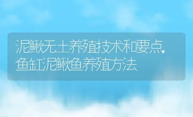 泥鳅无土养殖技术和要点,鱼缸泥鳅鱼养殖方法 | 养殖常见问题