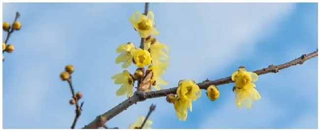 腊梅几月开花 | 农业常识