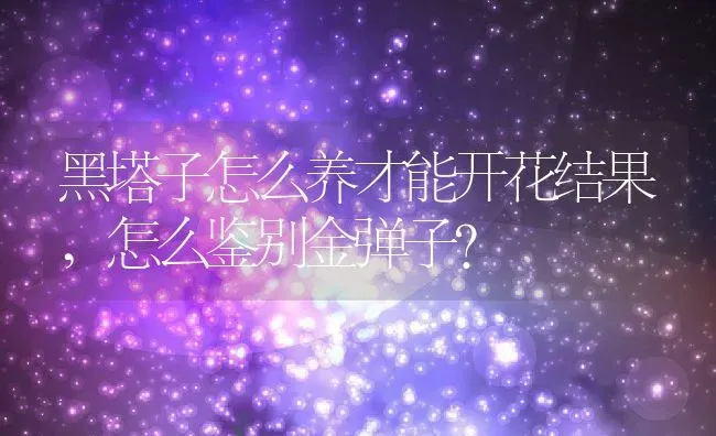 黑塔子怎么养才能开花结果,怎么鉴别金弹子？ | 养殖常见问题
