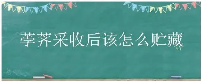 荸荠采收后该怎么贮藏 | 生活常识