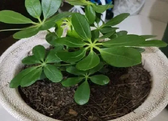 植物常识问题|夏季要想鸭掌木长新芽怎么养