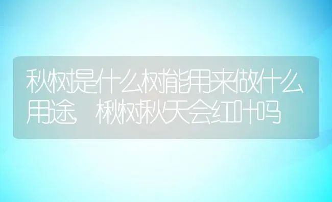 秋树是什么树能用来做什么用途,楸树秋天会红叶吗 | 养殖常见问题