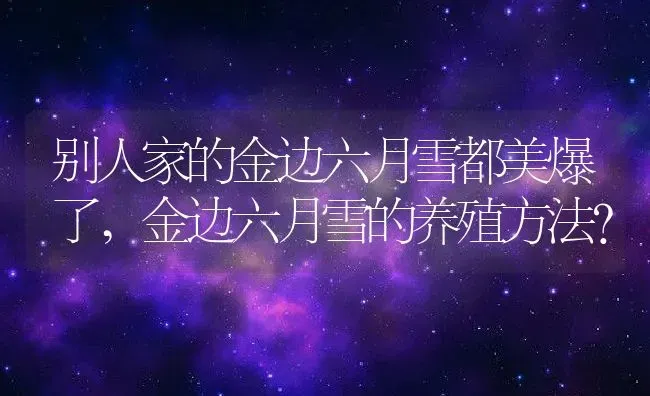 别人家的金边六月雪都美爆了,金边六月雪的养殖方法？ | 养殖常见问题