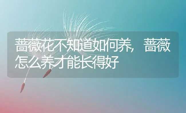 蔷薇花不知道如何养,蔷薇怎么养才能长得好 | 养殖常见问题