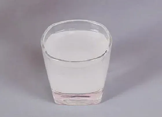 植物常识问题|如何用淘米水浇兰花补水补肥又杀菌