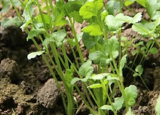 植物常识问题|欧芹和香菜的区别