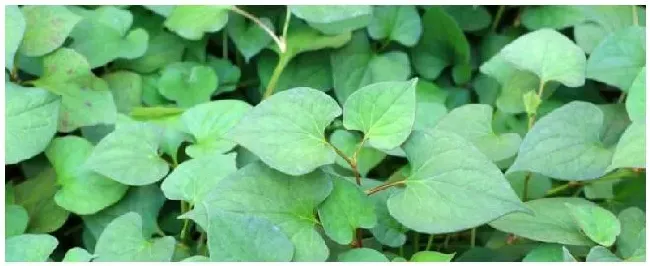 鱼腥草是什么植物的根 | 农业问题