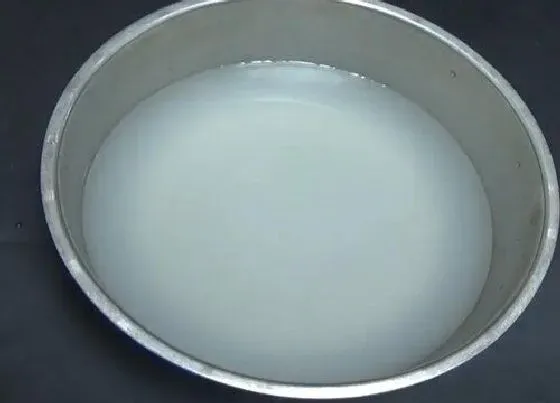 植物常识问题|如何用淘米水浇兰花补水补肥又杀菌