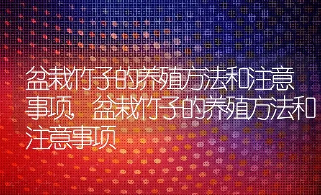 盆栽竹子的养殖方法和注意事项,盆栽竹子的养殖方法和注意事项 | 养殖常见问题