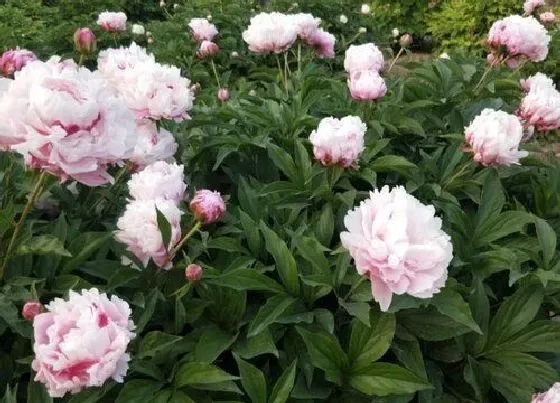 植物常识问题|芍药种子的种植方法