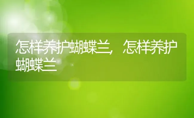 樱桃白兰地月季的优缺点,樱桃白兰地月季优缺点？ | 养殖常见问题