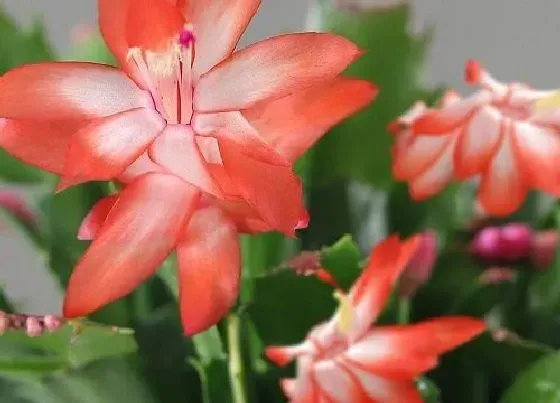 植物常识问题|秋季蟹爪兰怎么养护花朵呼呼冒