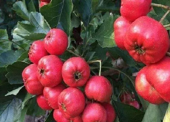 植物常识问题|红果和山楂的区别