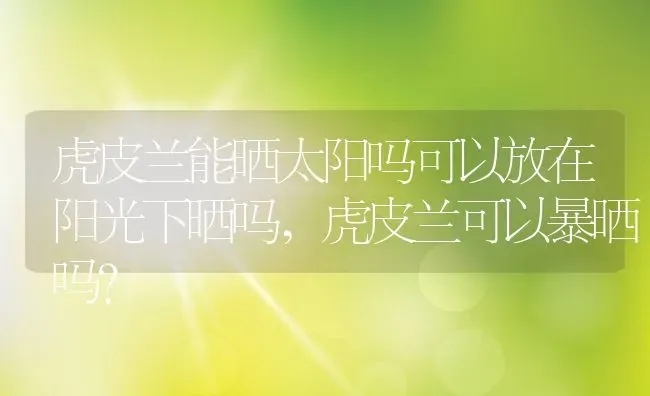 虎皮兰能晒太阳吗可以放在阳光下晒吗,虎皮兰可以暴晒吗？ | 养殖常见问题