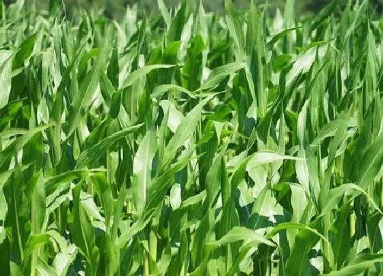 植物常识问题|玉米苗什么时候间苗最合适（间苗一般在什么时期最好）