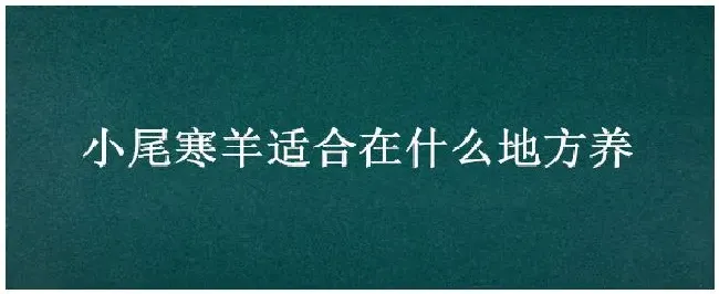 小尾寒羊适合在什么地方养 | 科普知识