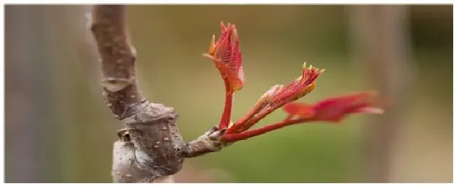 香椿种植技术与管理 | 生活常识