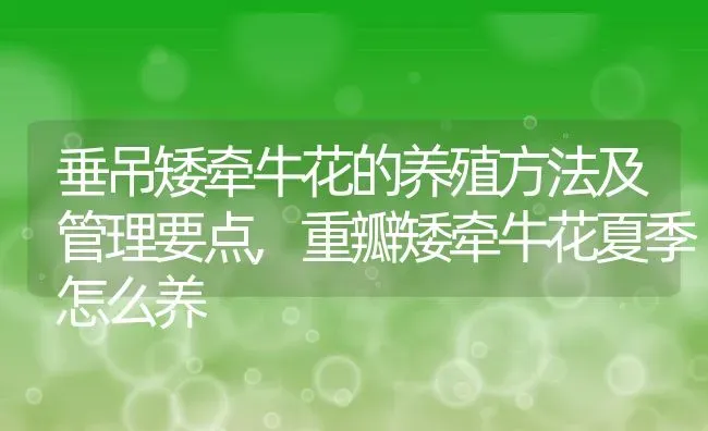 垂吊矮牵牛花的养殖方法及管理要点,重瓣矮牵牛花夏季怎么养 | 养殖常见问题